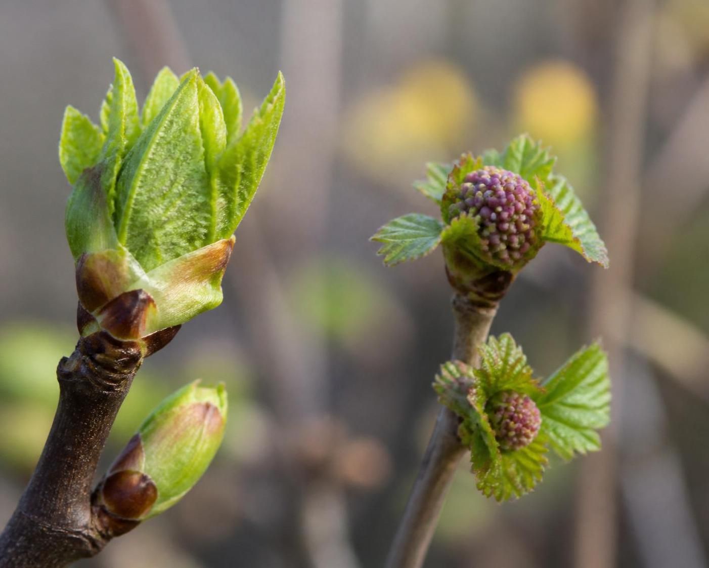 découvrez comment intégrer les bourgeons dans votre routine pour améliorer naturellement votre bien-être grâce à leurs nombreuses vertus.